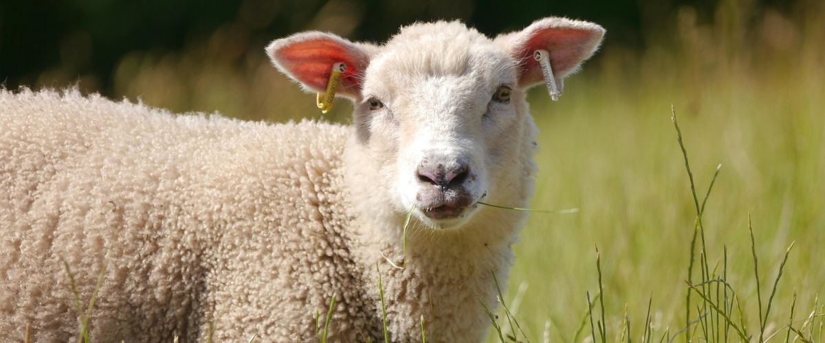 La laine est-elle écologique et éthique?