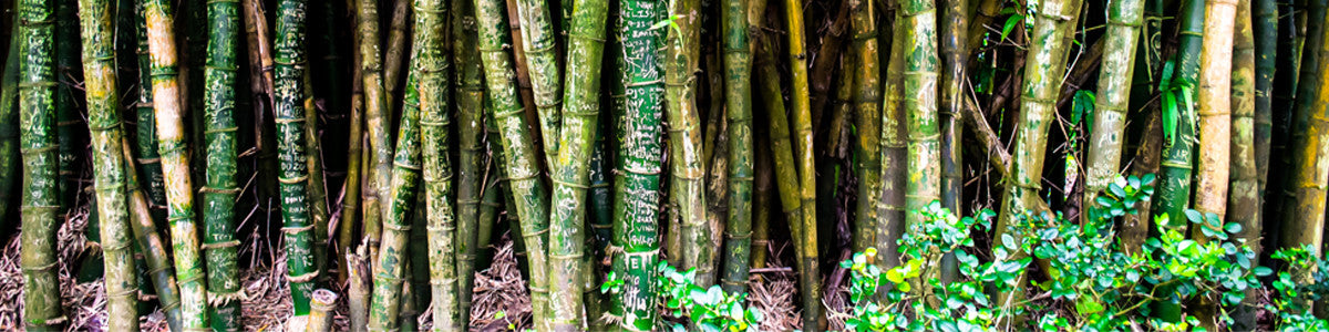 La fibre de bambou est-elle vraiment écologique?